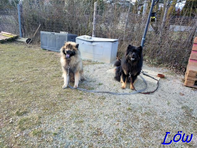 18.2.2023 - Dwix und Howard beim stürmischen Trainningbeginn